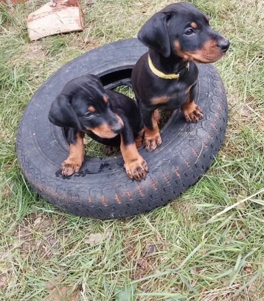 Reinrassige Dobermann Welpen