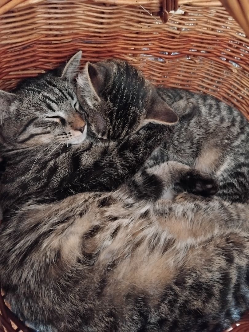 Süße Maine Coon Mix Kitten - Bruder und Schwester, nur gemeinsam abzugeben