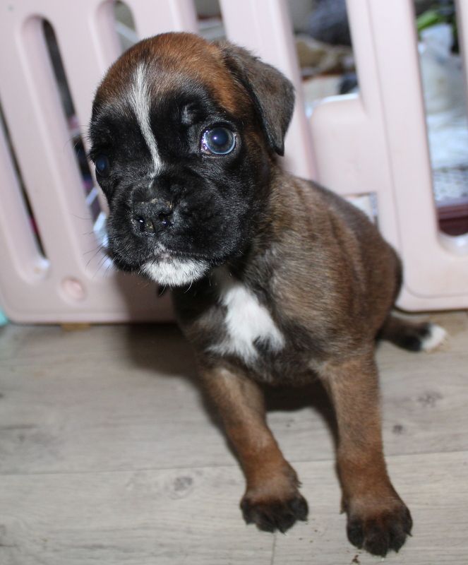 Boxerwelpen Rüden
