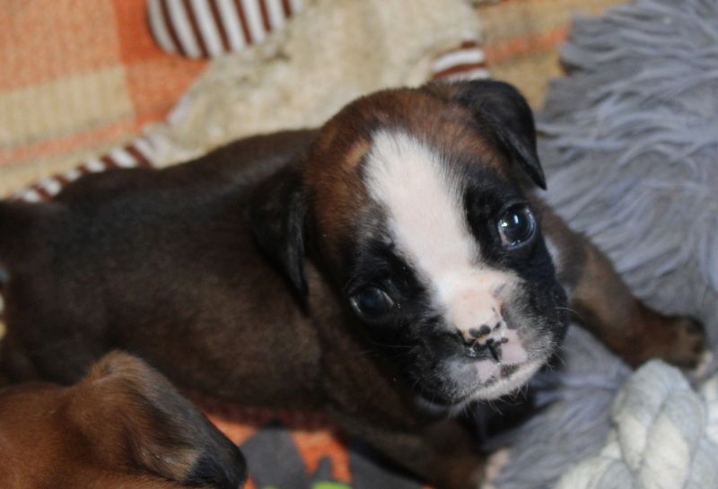 Boxerwelpen Rüden