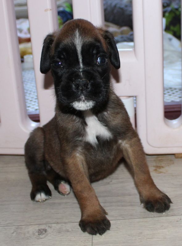 Boxerwelpen Rüden