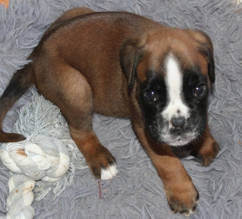 Boxerwelpen Rüden