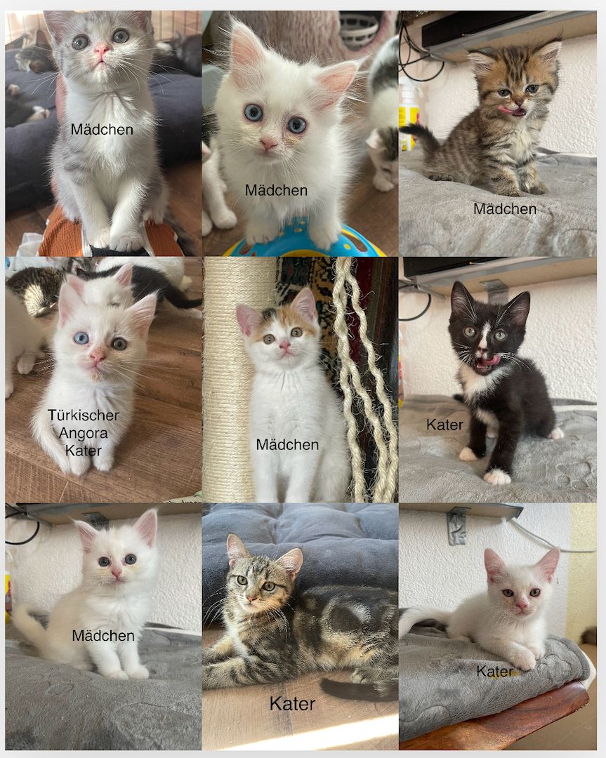 Türkische Angora mix kitten Türkische Angora mix kitten