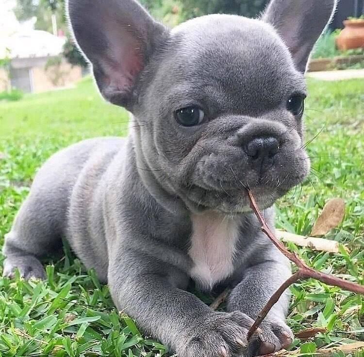 Französische Bulldoggen Welpen