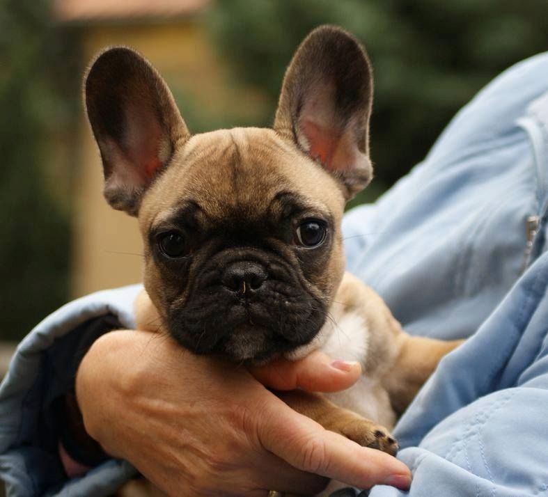 Französische Bulldoggen Welpen