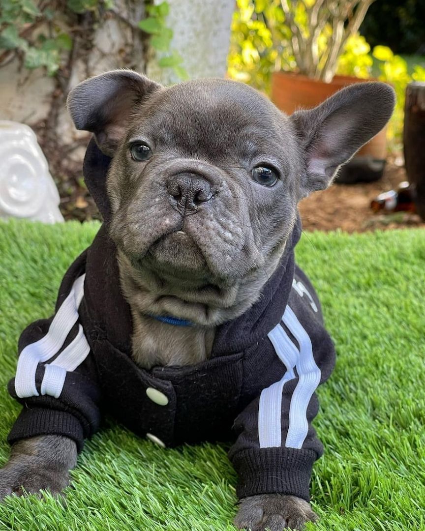 Französische Bulldoggen Welpen