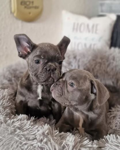 Französische Bulldoggen Welpen