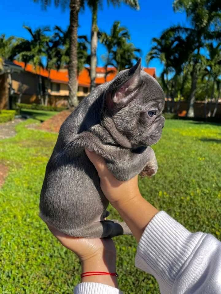 Französische Bulldoggen Welpen