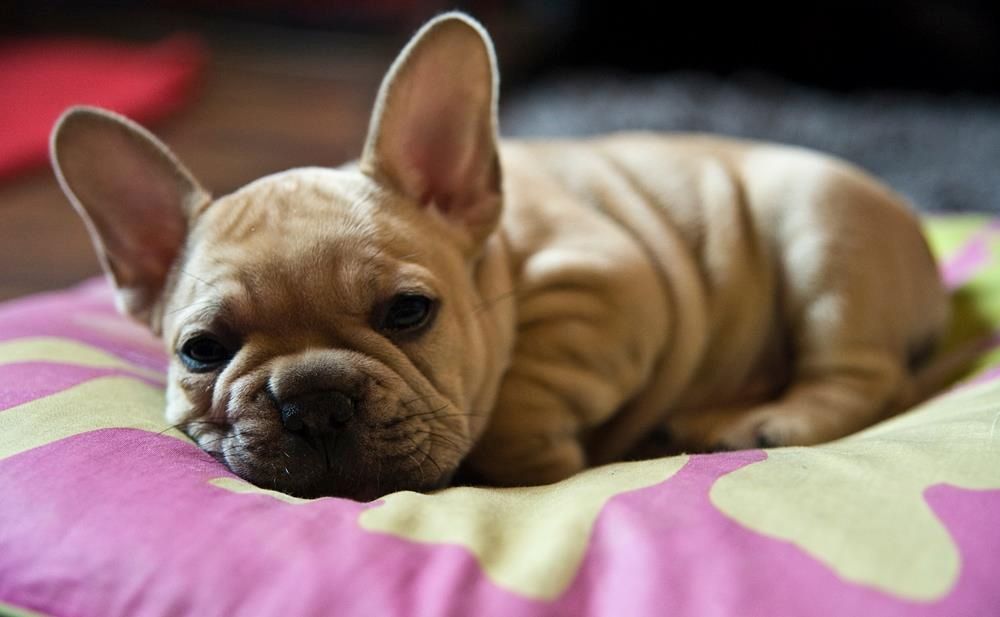 Französische Bulldoggen Welpen