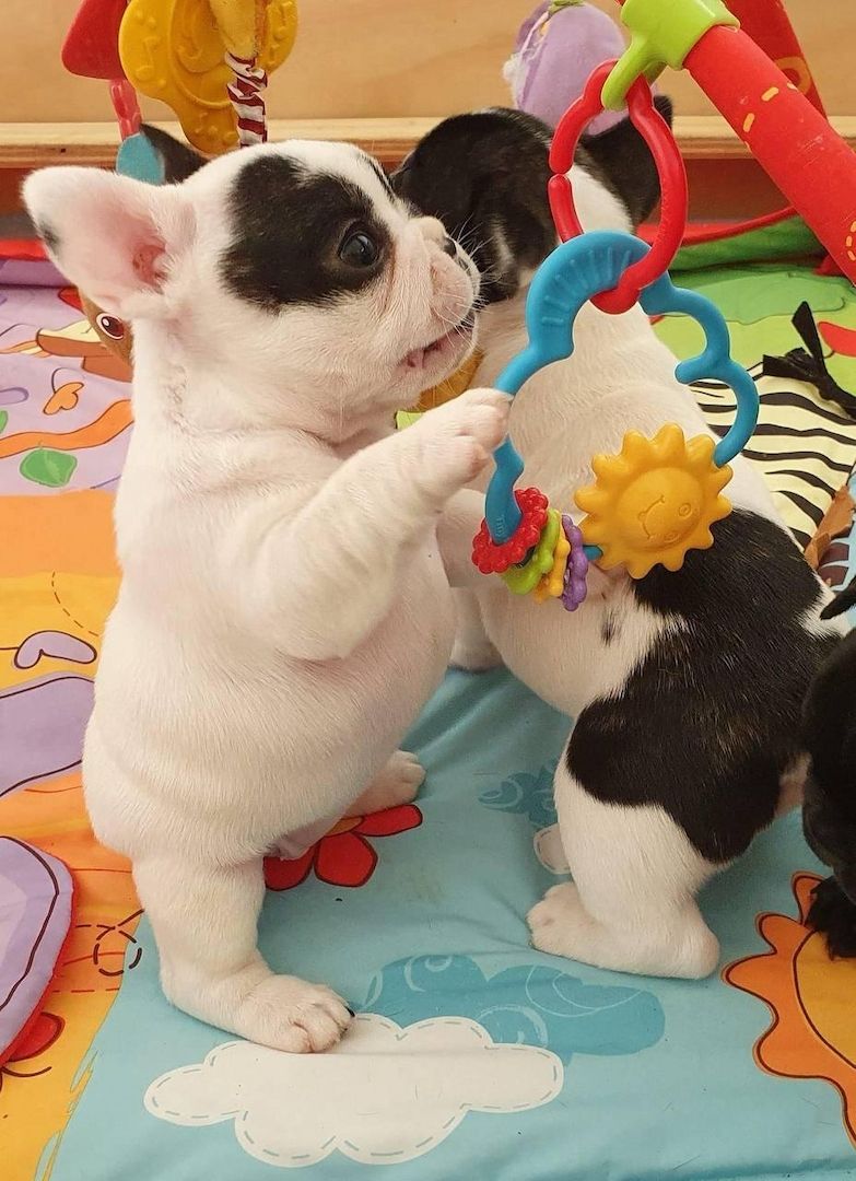 Französische Bulldoggen Welpen