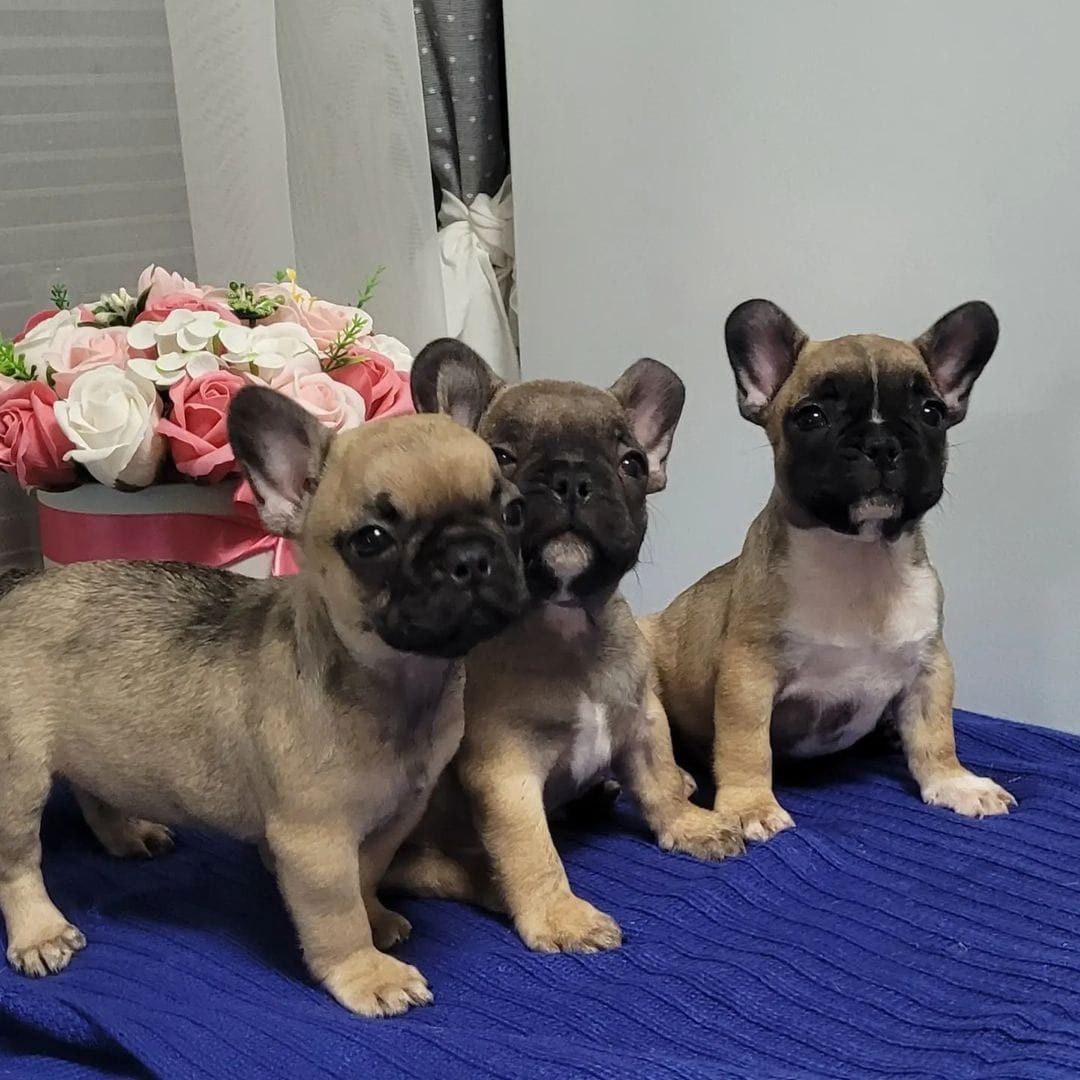 Französische Bulldoggen Welpen