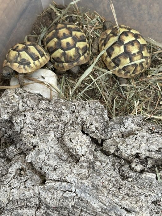 Griechische Landschildkröte