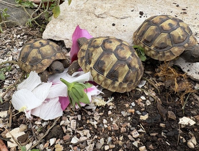 Griechische Landschildkröte