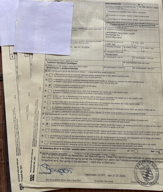 Griechische Landschildkröte