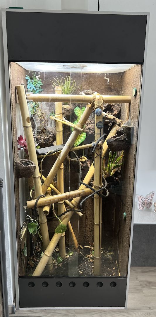 XXL-Terrarium inkl. Madagaskar-Taggecko-Dame & umfangreichem Zubehör