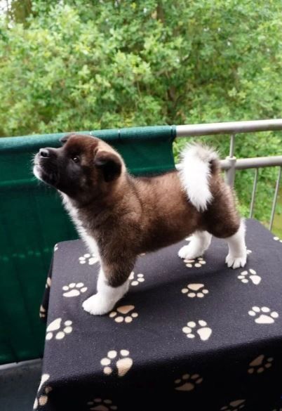 Amerikanische Akita-Welpen Amerikanische Akita-Welpen