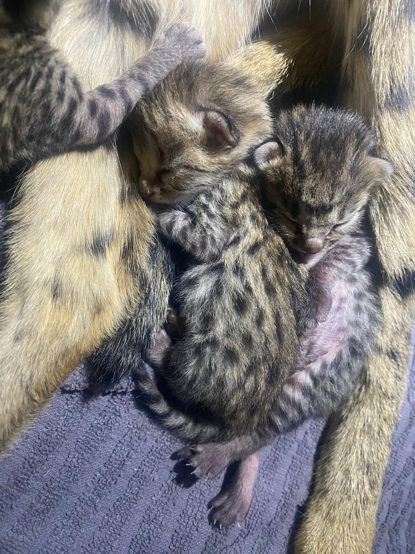 Savannah Kitten F3C