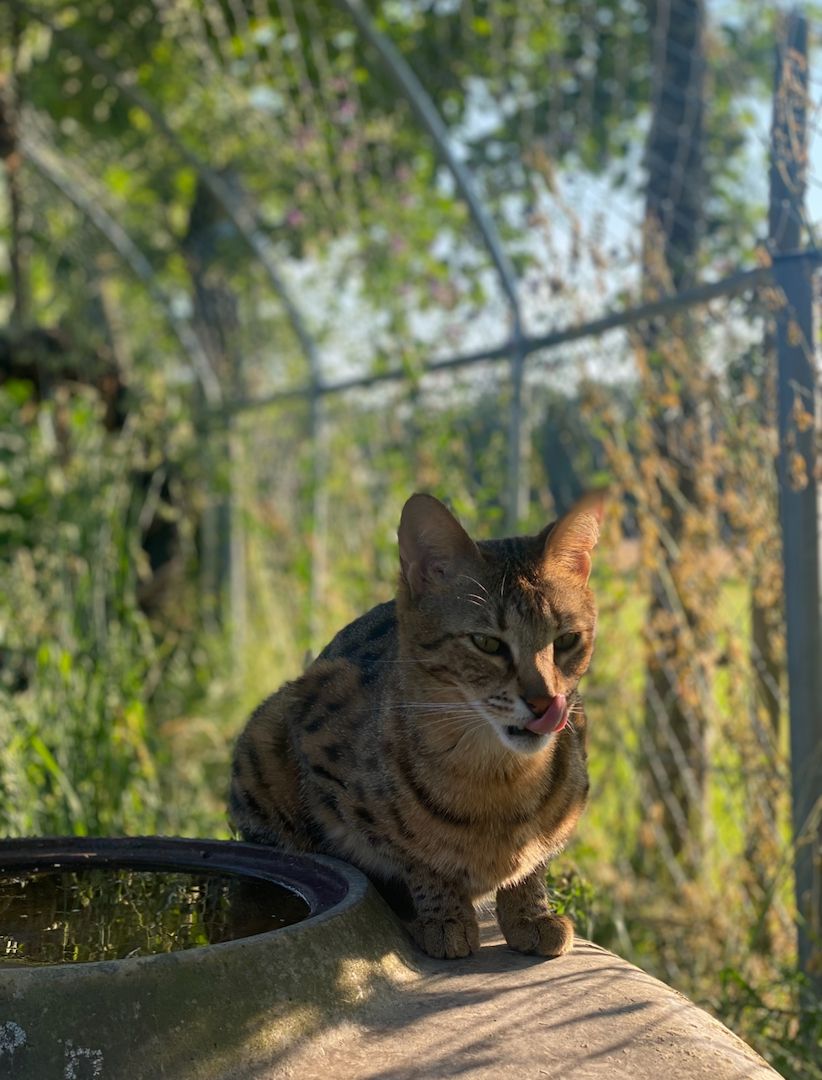 Savannah Kitten F3C