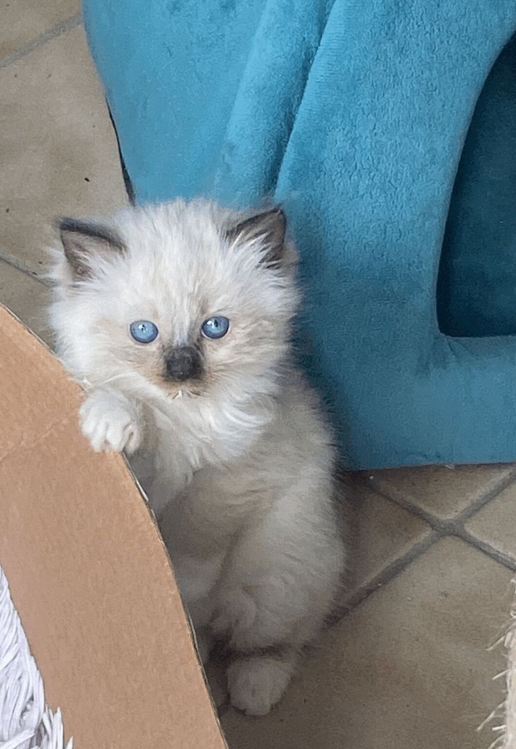 Wunderschöne Ragdoll