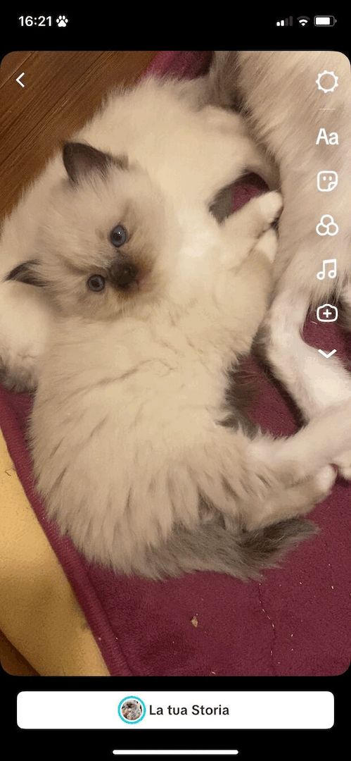 Wunderschöne Ragdoll