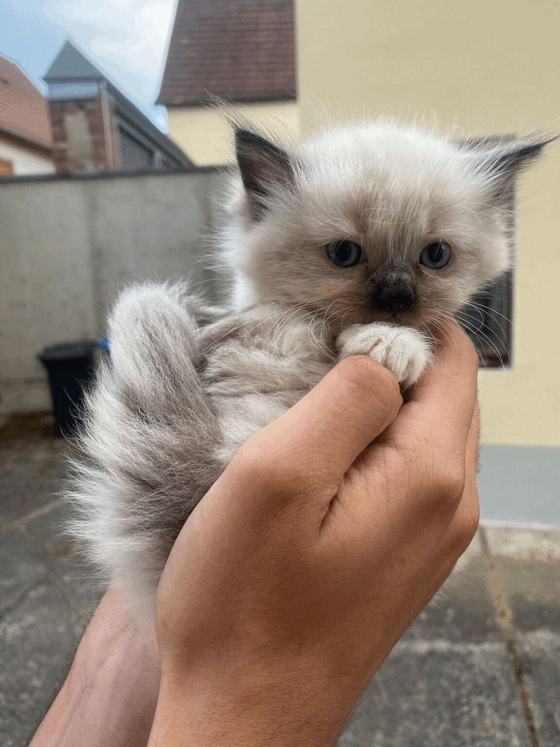 Wunderschöne Ragdoll