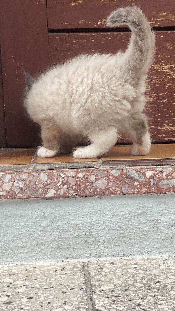 Wunderschöne Ragdoll