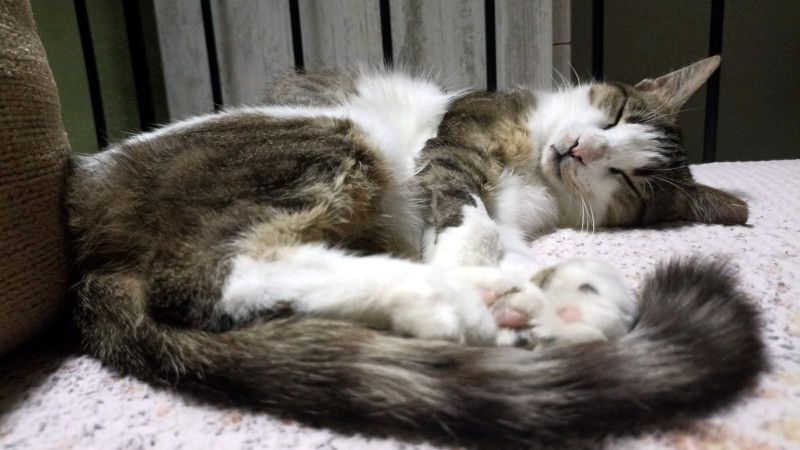 ANDROMACHE - Von der Futterstelle ins Glück?