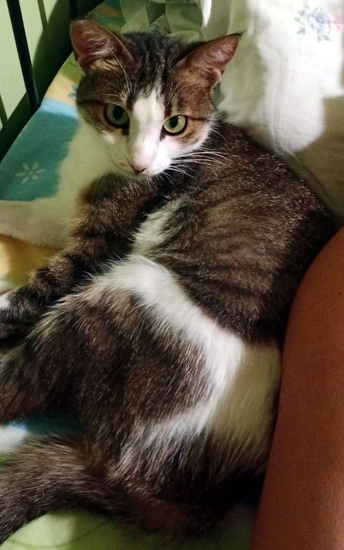 ANDROMACHE - Von der Futterstelle ins Glück?