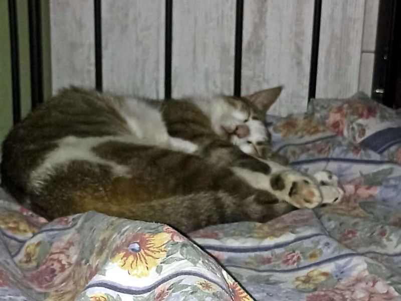 ANDROMACHE - Von der Futterstelle ins Glück?