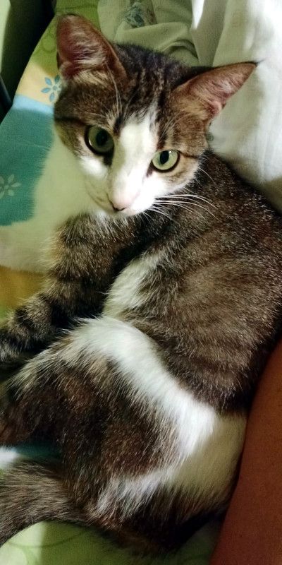 ANDROMACHE - Von der Futterstelle ins Glück?