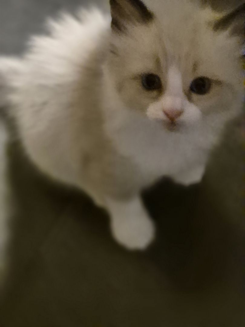 Zauberhafte Kitten Norwegische Waldkatze/ Ragdoll