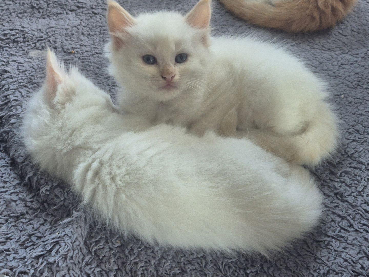 Zauberhafte Kitten Norwegische Waldkatze/ Ragdoll