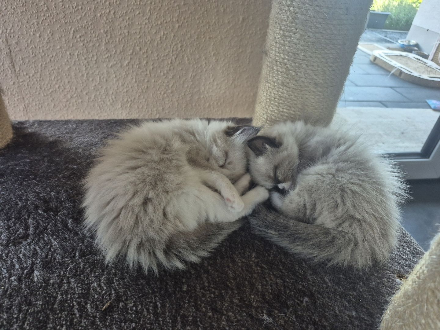 Zauberhafte Kitten Norwegische Waldkatze/ Ragdoll