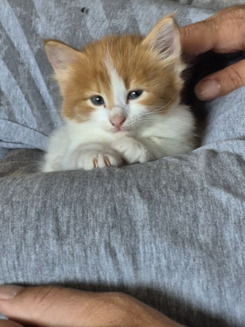 Zauberhafte Kitten Norwegische Waldkatze/ Ragdoll