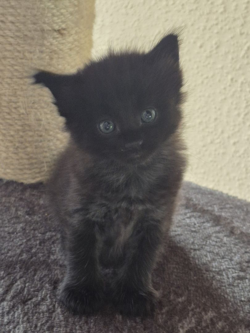 Zauberhafte Kitten Norwegische Waldkatze/ Ragdoll