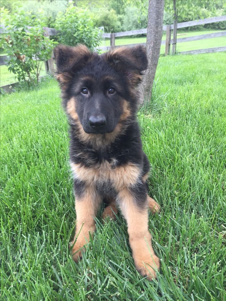 Prächtiger Deutscher Schäferhundwelpe – Pure Exceptional