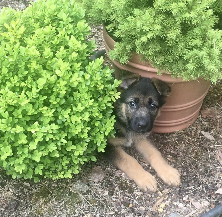 Prächtiger Deutscher Schäferhundwelpe – Pure Exceptional