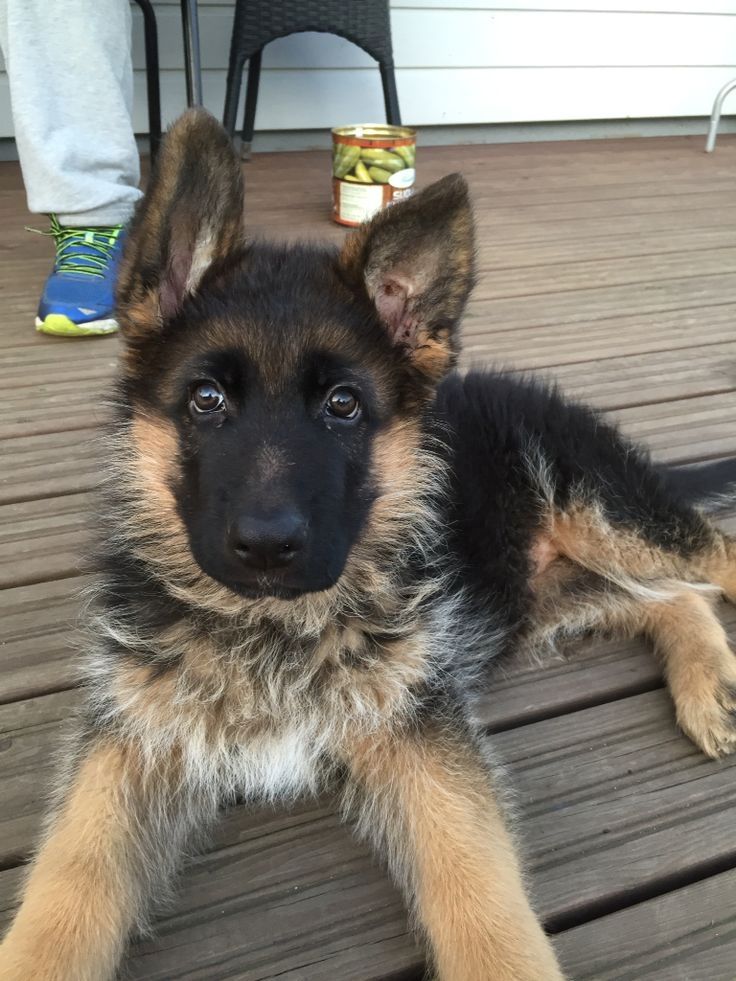 Prächtiger Deutscher Schäferhundwelpe – Pure Exceptional