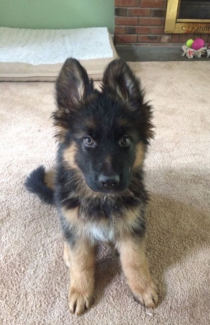 Prächtiger Deutscher Schäferhundwelpe – Pure Exceptional