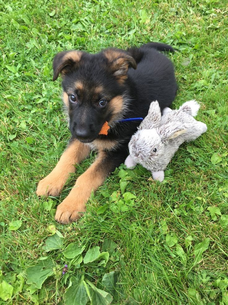 Prächtiger Deutscher Schäferhundwelpe – Pure Exceptional