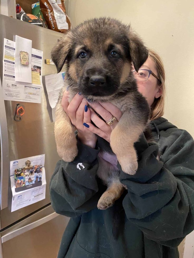 Prächtiger Deutscher Schäferhundwelpe – Pure Exceptional