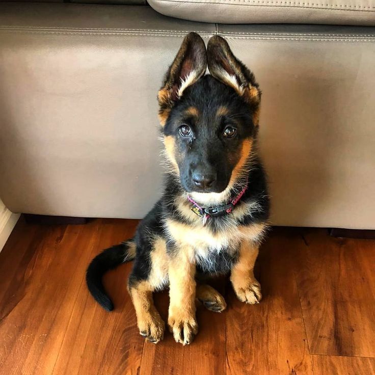 Prächtiger Deutscher Schäferhundwelpe – Pure Exceptional