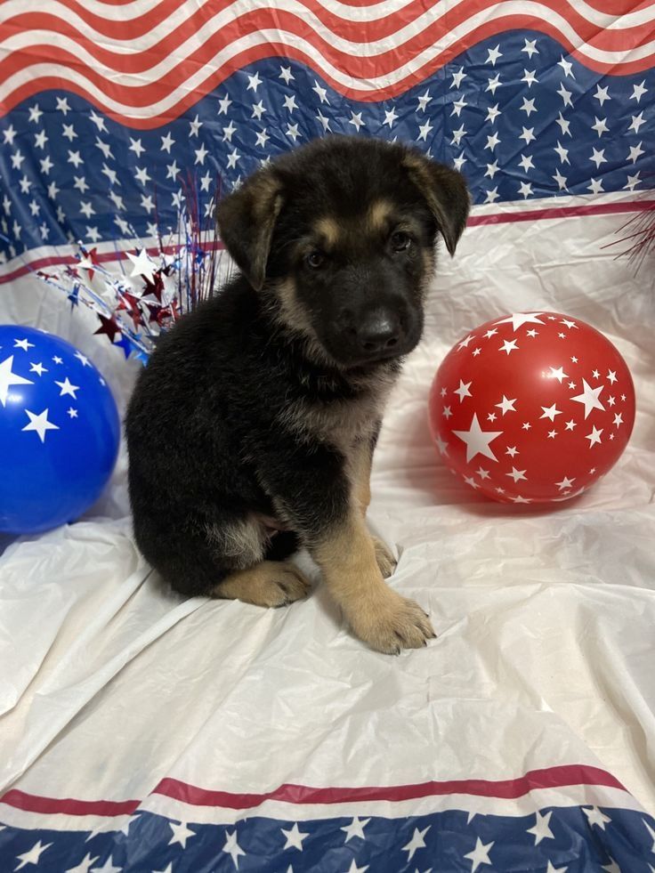 Prächtiger Deutscher Schäferhundwelpe – Pure Exceptional