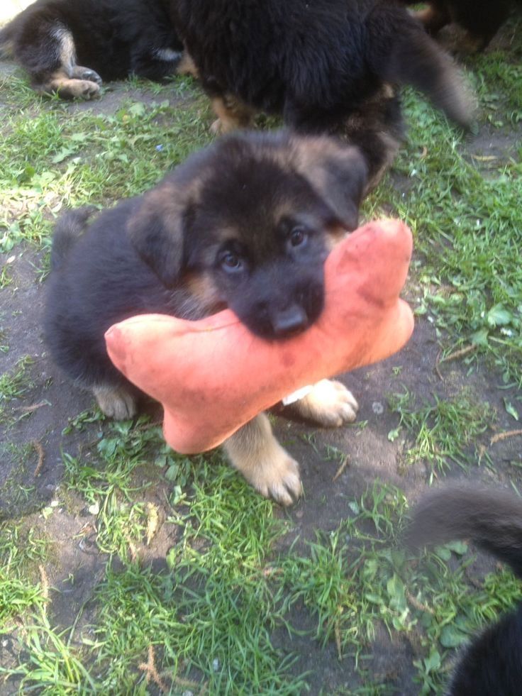 Prächtiger Deutscher Schäferhundwelpe – Pure Exceptional