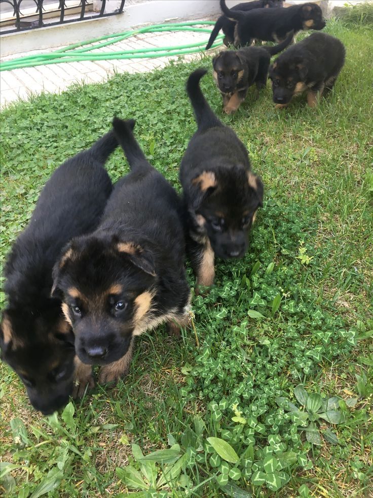 Prächtiger Deutscher Schäferhundwelpe – Pure Exceptional