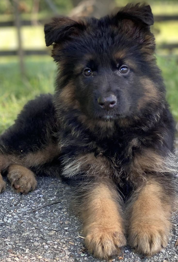 Prächtiger Deutscher Schäferhundwelpe – Pure Exceptional