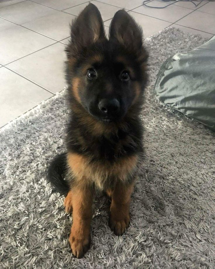 Prächtiger Deutscher Schäferhundwelpe – Pure Exceptional