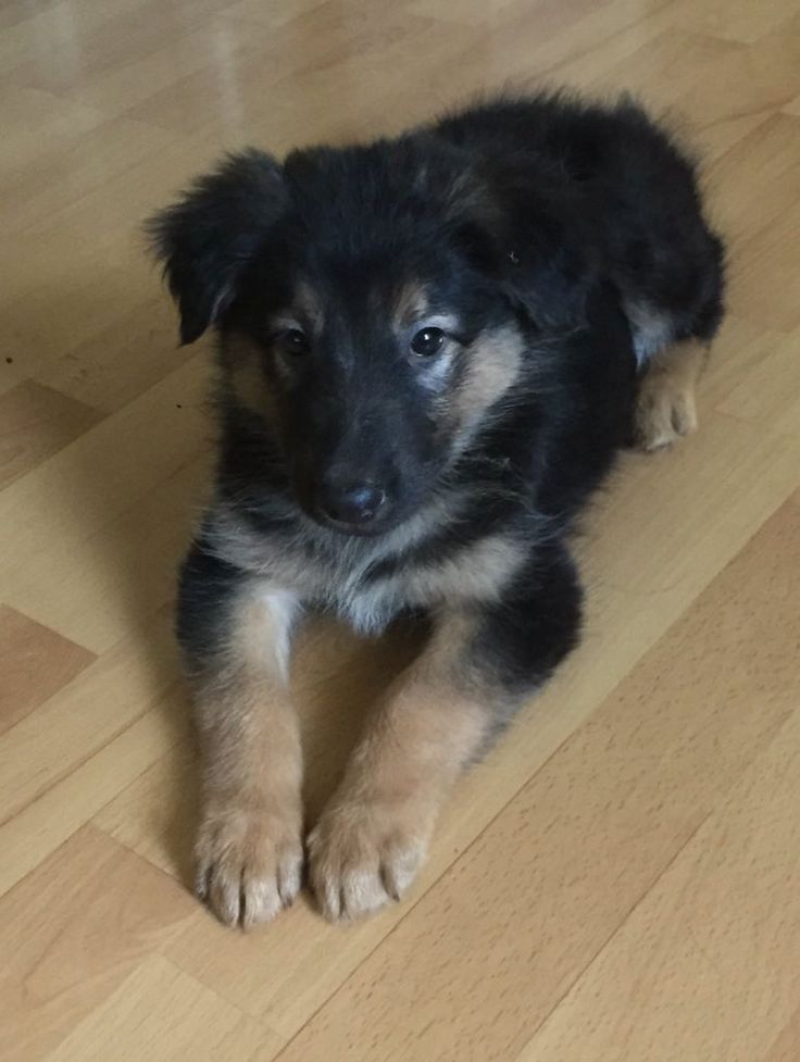 Prächtiger Deutscher Schäferhundwelpe – Pure Exceptional