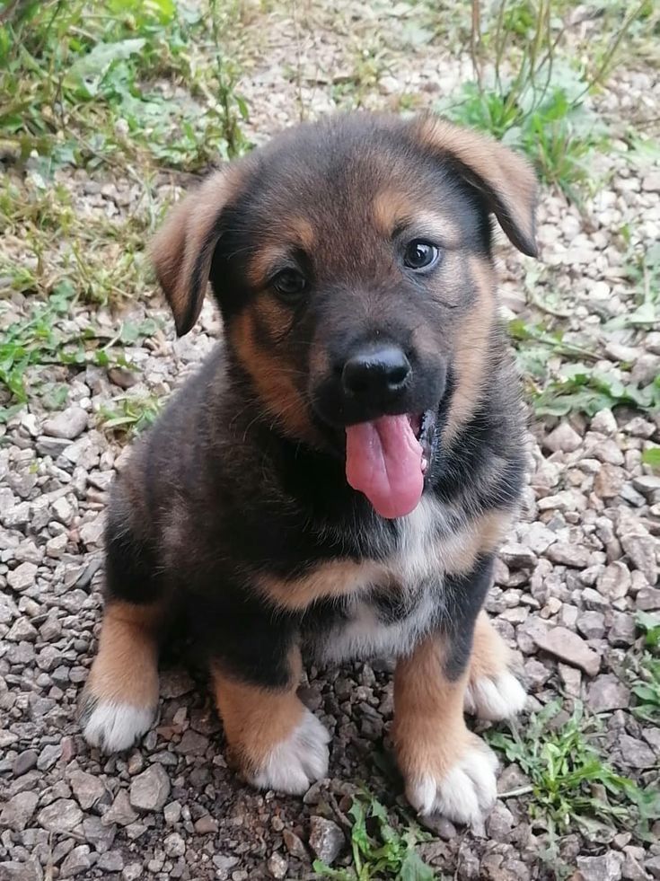 Prächtiger Deutscher Schäferhundwelpe – Pure Exceptional