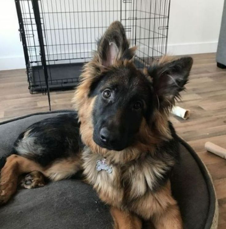 Prächtiger Deutscher Schäferhundwelpe